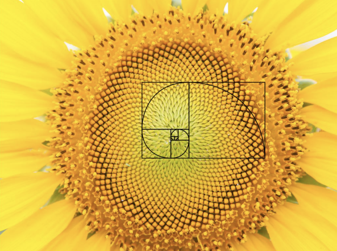 sunflower image