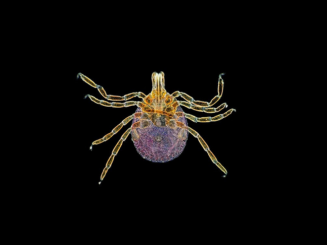 Bug