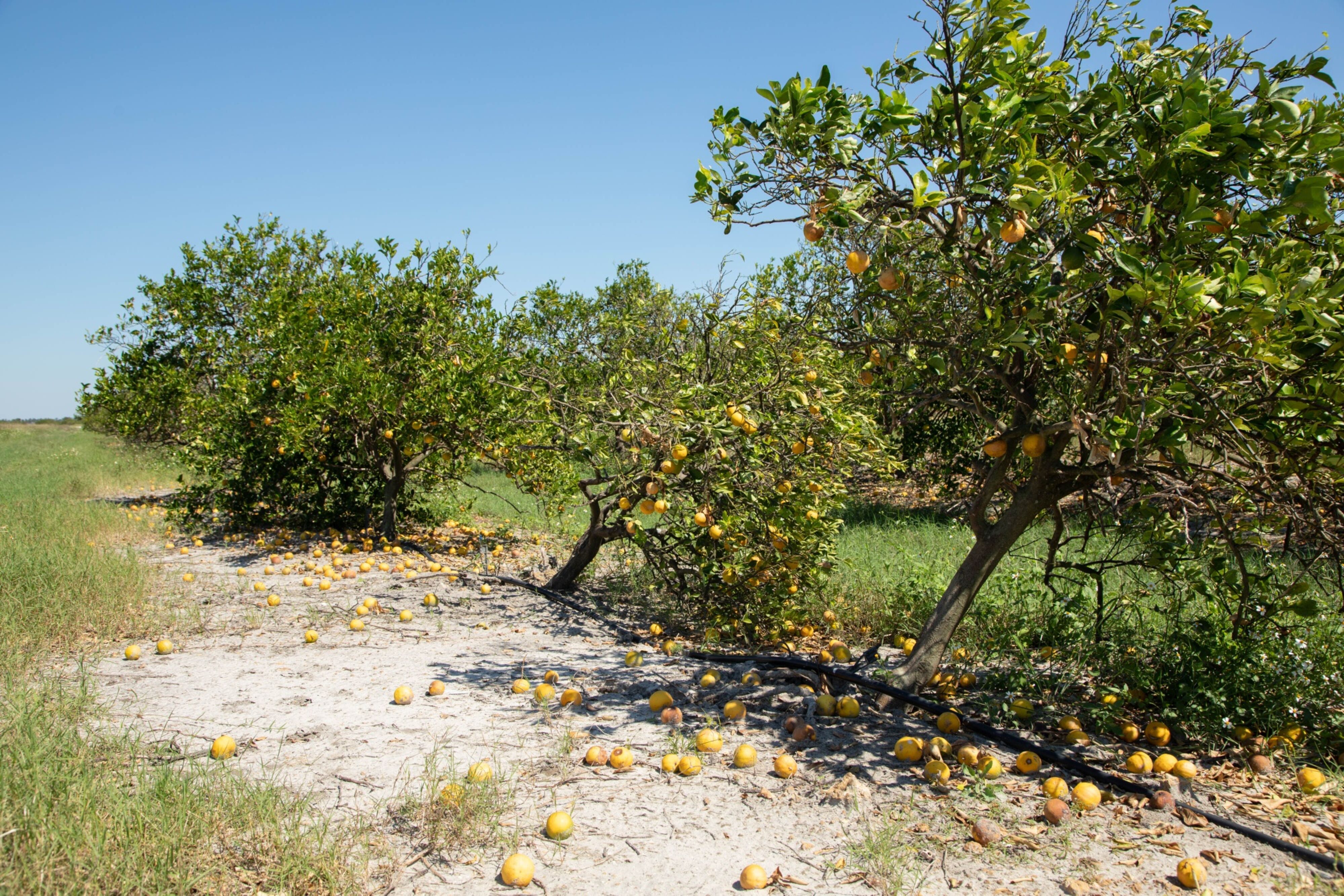 Fallen oranges and damaged trees following Hurricane Ian at a grove in Charlotte County, Florida.